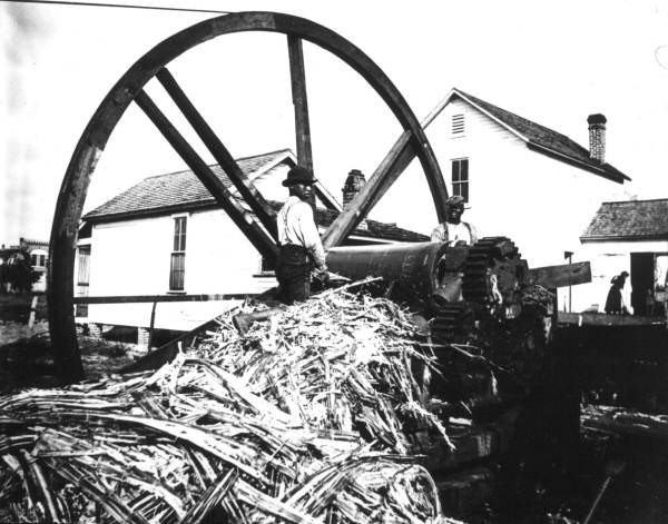 Feeding cane through a grinder