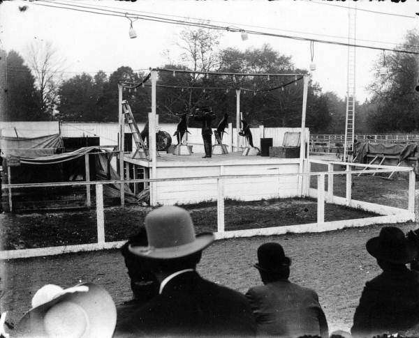 Circus animal trainer and sea lions performing their act