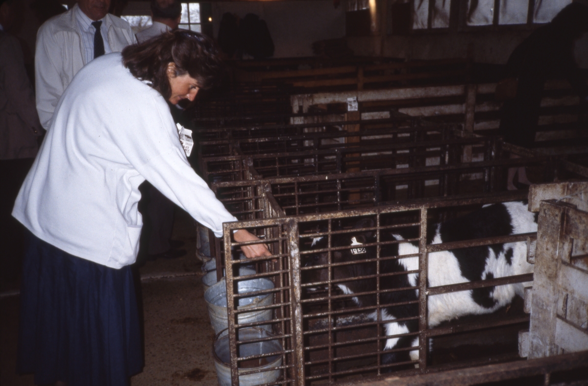 State senator Sherry Walker feeding dairy calf at the Apalachee Correctional Institution, East Unit in Sneads.