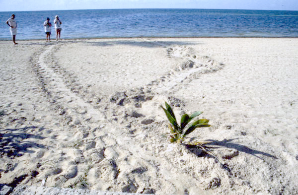 Turtle tracks on Smathers Beach - Key West, Florida