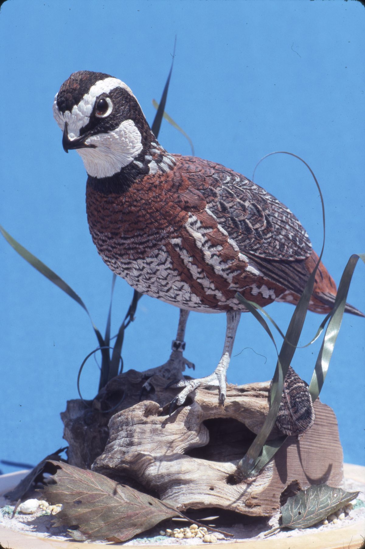 Hand carved wooden bird made by Freddy Haskins - Key West, Florida
