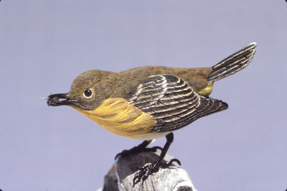 Hand carved wooden bird made by Freddy Haskins - Key West, Florida