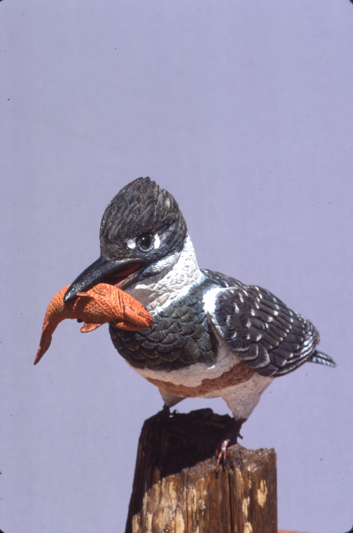 Hand carved wooden bird made by Freddy Haskins - Key West, Florida