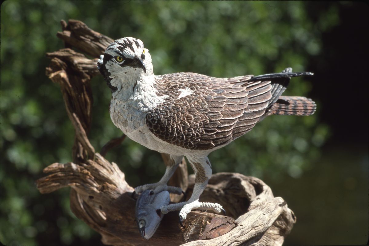 Hand carved wooden bird made by Freddy Haskins - Key West, Florida