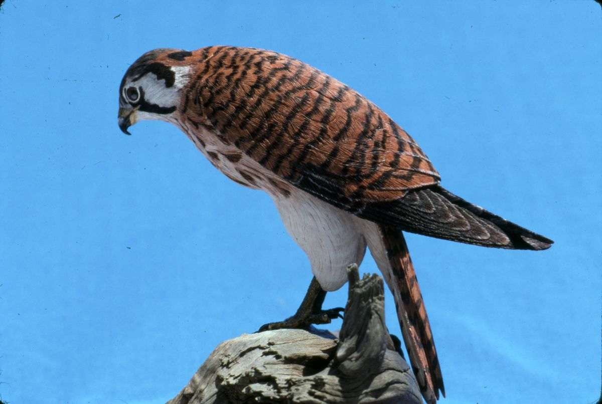 Hand carved wooden bird made by Freddy Haskins - Key West, Florida