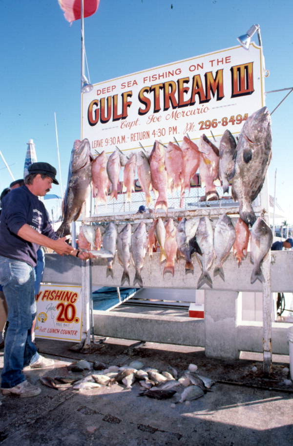 Capt. Walter Kirchner hanging fish on the rack.