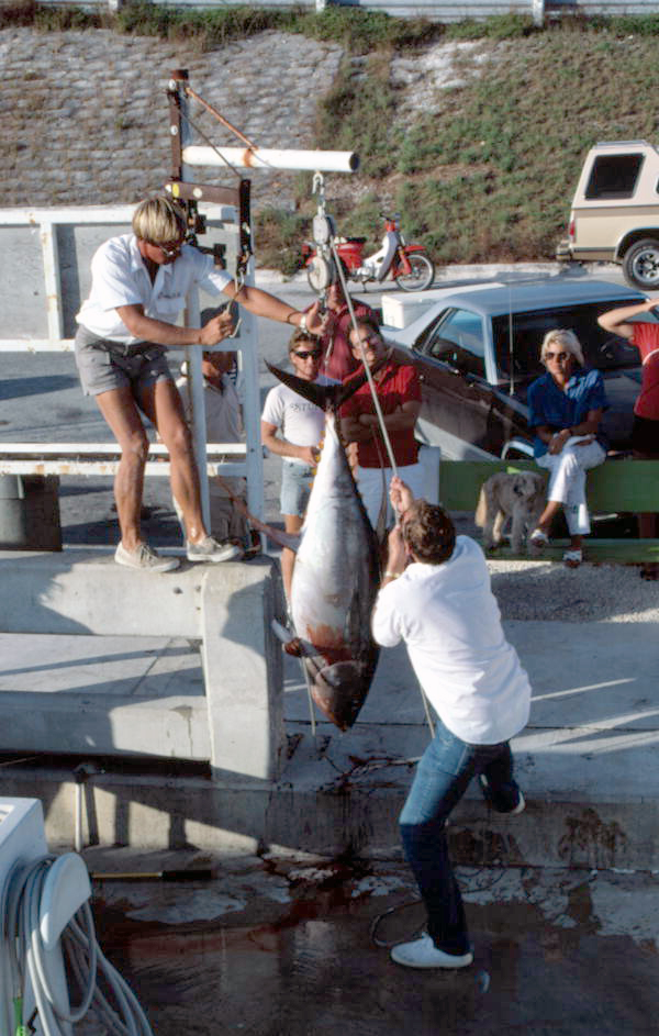 Rick Breedlove weighing Yellowfin tuna at the Garrison Bight Marina - Key West, Florida.