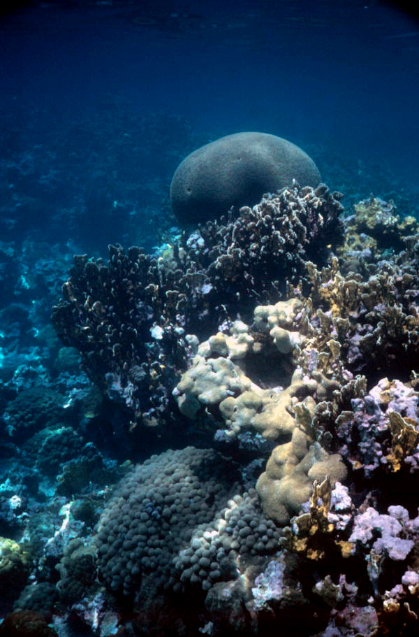 Brain coral at the Eastern Dry Rocks reef - Key West, Florida