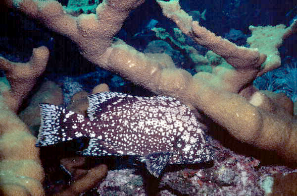 Marbled grouper by a french reef at the John Pennekamp Coral Reef State Park