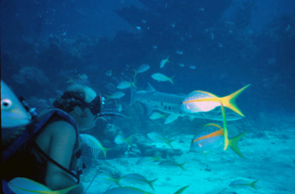 Capt. Spence Slate feeding his pet barracuda "George".