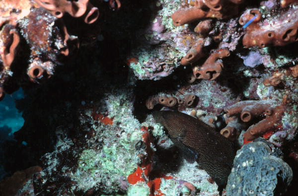 Grouper at Eastern Dry Rocks reef - Key West, Florida.