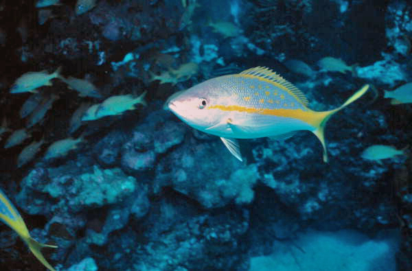 Yellowtail snapper at the John Pennekamp Coral Reef State Park