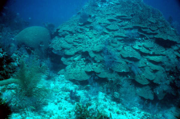 Large coral formation at the John Pennekamp Coral Reef State Park