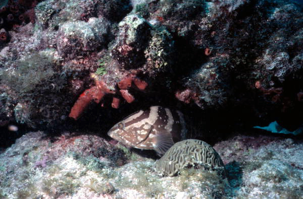 Nassau grouper by a french reef at the John Pennekamp Coral Reef State Park
