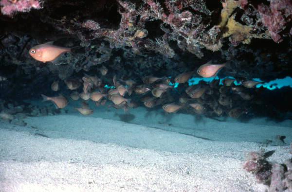 Sweeper fish by a french reef at the John Pennekamp Coral Reef State Park