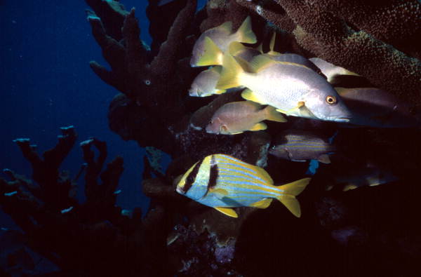 Porgy and Grunts by a french reef at the John Pennekamp Coral Reef State Park