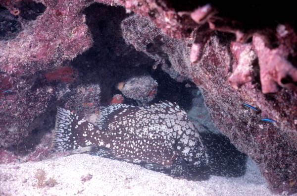 Marbled grouper by a french reef at the John Pennekamp Coral Reef State Park