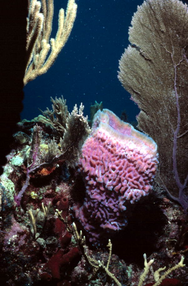 Basket sponge at the John Pennekamp Coral Reef State Park