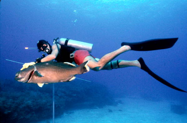 Capt. John Ormsby with black grouper he spear fished off Key West..