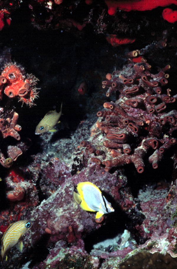Four-eyed butterfly fish by a french reef at the John Pennekamp Coral Reef State Park
