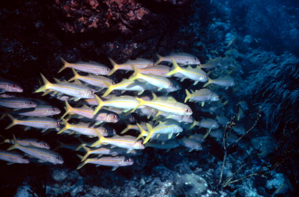 Yellowtail snapper by Elbow Reef at the John Pennekamp Coral Reef State Park