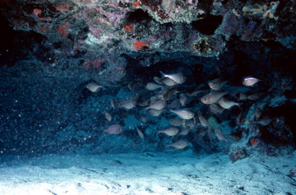 Sweeper fish, Glass Minnow Hole, John Pennekamp State Park.