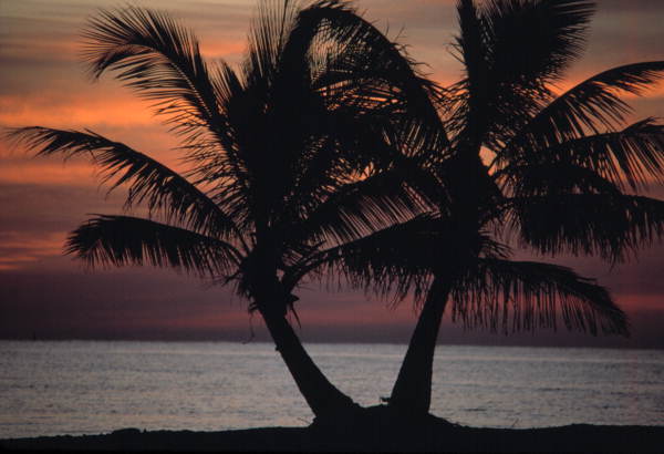 Palms at sunset - Key West, Florida..