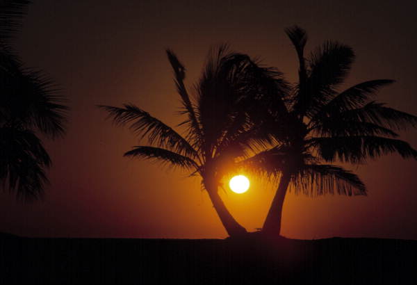 Twin palms at sunset - Key West, Florida..