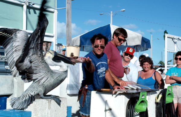 A "Conch Eagle" awaits hand out from Capt. John Battilo (red shirt) and his mate Jeff.