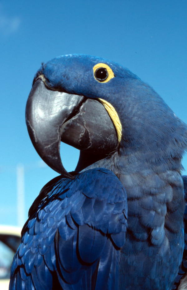 Hyacinth macaw - Key West, Florida