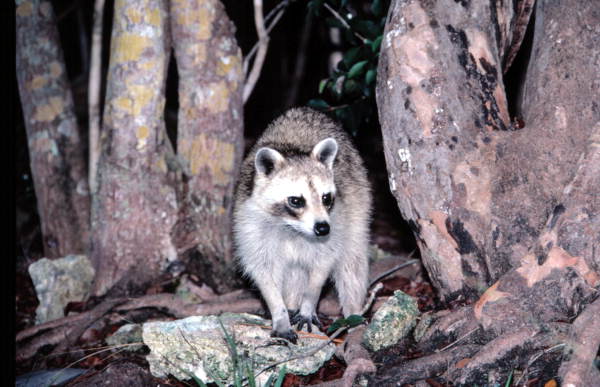 Raccoon - No Name Key, Florida