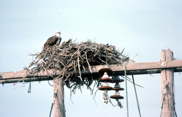 Osprey by its nest off United States Highway 1 - Little Torch Key, Florida