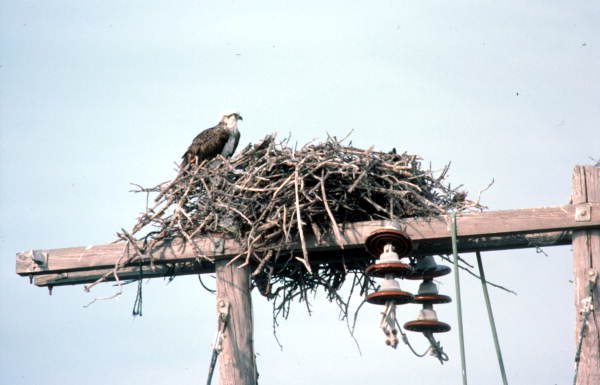 Osprey and its nest off United States Highway 1 - Little Torch Key, Florida