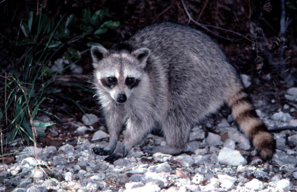 Raccoon - No Name Key, Florida