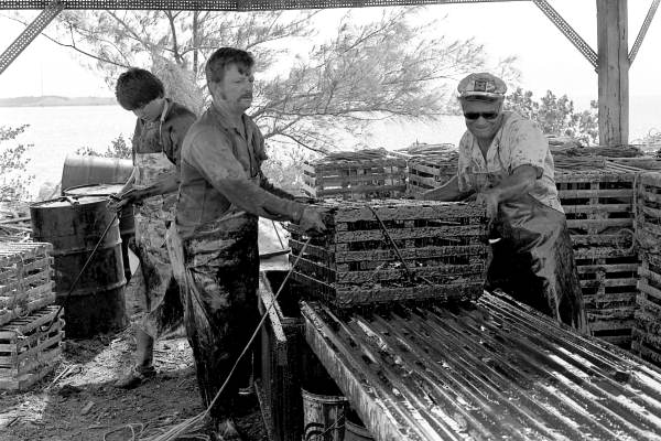 Captain Roche and mate Clyde Carey sliding a lobster trap down conveyor after preparing it with creosote - Stock Island, Florida