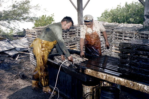 Captain Roche and mate Clyde Carey dipping a lobster trap in creosote - Stock Island, Florida