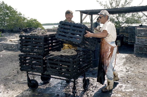 Captain Roche and mate Clyde Carey stacking lobster traps on cart after treating them with creosote - Stock Island, Florida