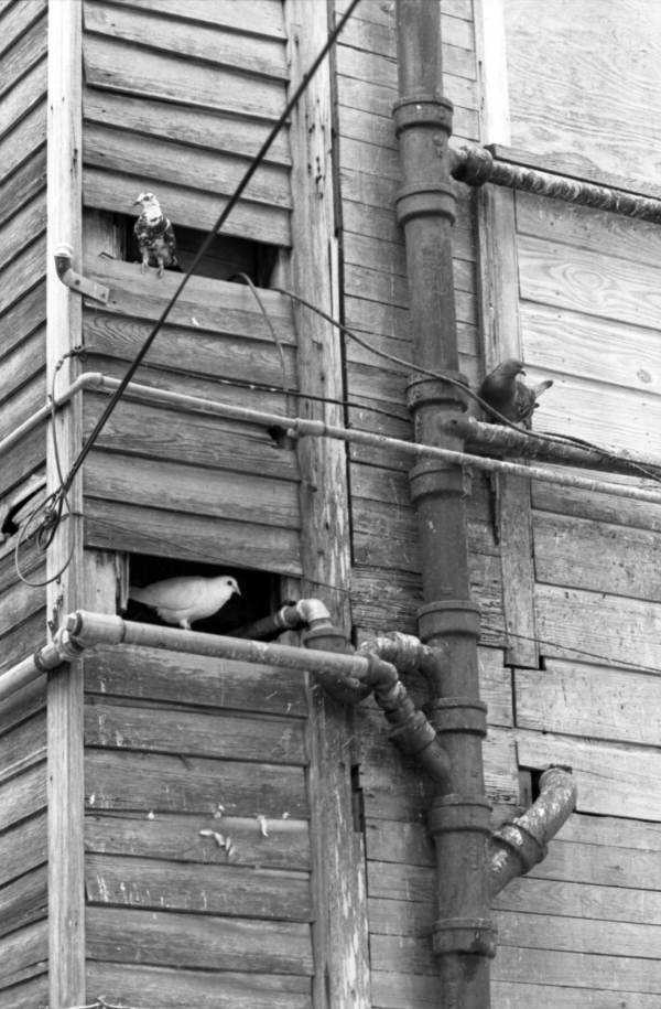 View of pigeons at house on the corner of Truman Avenue and Watson Street - Key West, Florida