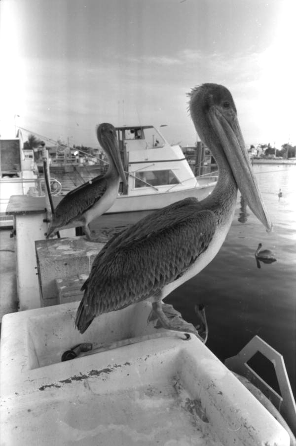 Brown pelicans on the dock at the Garrison Bight City Marina, Key West, Florida.