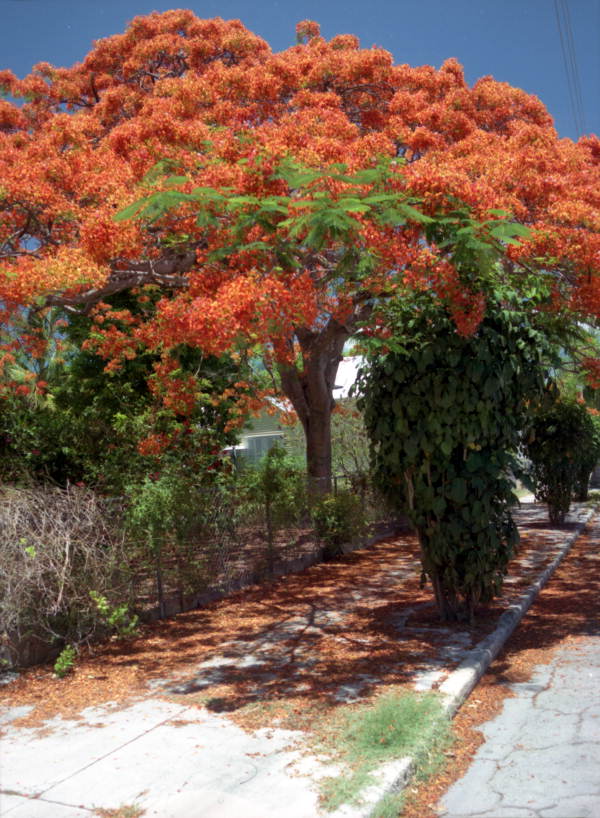 View of Royal Poinciana tree in front of Victorian style conch house on Southard Street - Key West, Florida