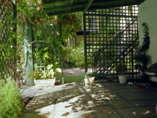 View of cat on patio by the swimming pool at the Hemingway house museum - Key West, Florida.