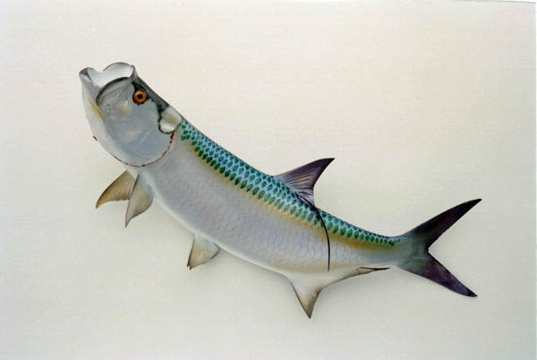 Tarpon fish mount.