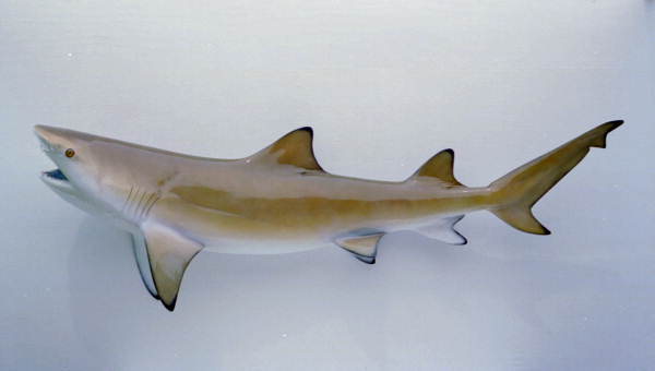 Lemon Shark fish mount.