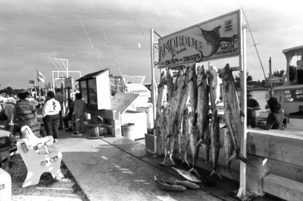 Fish rack full of kingfish on display behind the charterboat Amorous at the Garrison Bight City Marina, Key West, FL..
