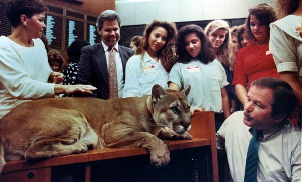 Rep. Everett Kelly looks at the Florida Panther on his desk - Tallahassee, Florida.
