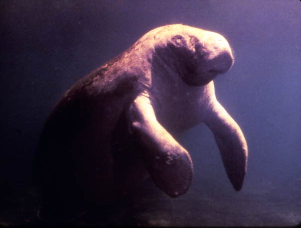 Manatee