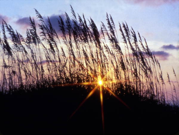 Sunset and sea oats