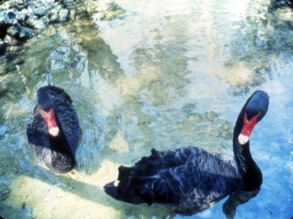 Black swans.