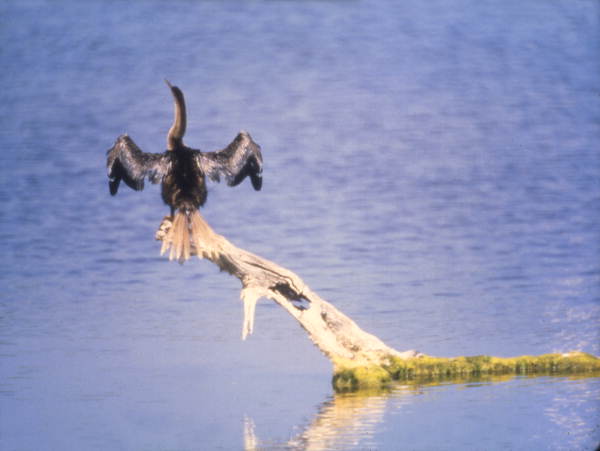 Anhinga