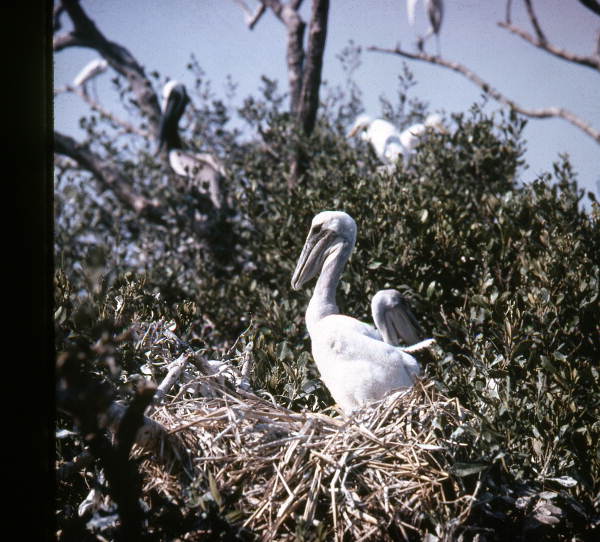 Brown pelican nestling in Port Orange, Florida.